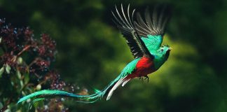 Quetzal