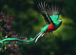 Quetzal