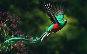 Quetzal