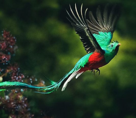 Quetzal