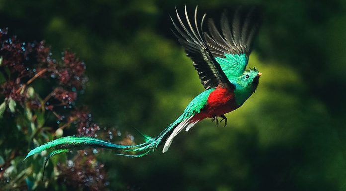 Quetzal