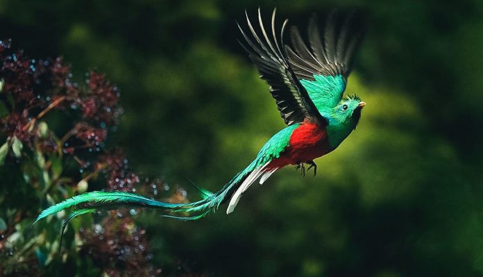 Quetzal