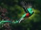 Quetzal