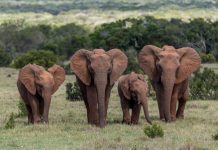 Addo Elephant Park Addo Elephant Park