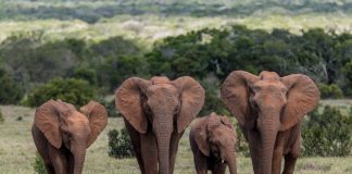 Addo Elephant Park