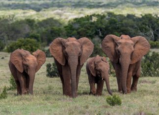 Addo Elephant Park