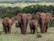 Addo Elephant Park