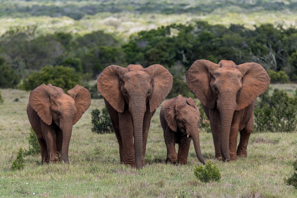 Addo Elephant Park • The most interesting places, exciting holidays ...