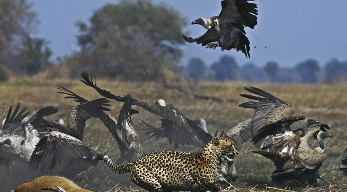 KAFUE NATIONAL PARK