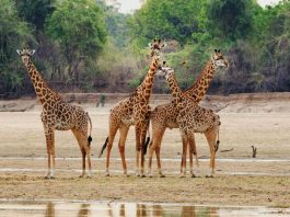 Nsumbu National Park