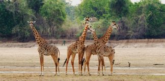 Nsumbu National Park