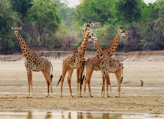 Nsumbu National Park