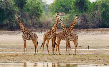 Nsumbu National Park