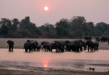 South Luangwa