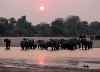 South Luangwa