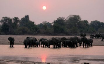 South Luangwa