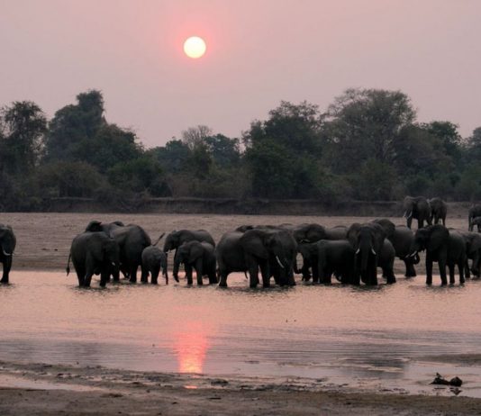 South Luangwa