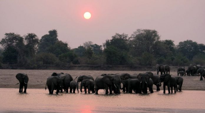 South Luangwa