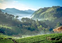 The Rise of Digital Nomad Hotspots: Best Cities for Remote Work and Travel