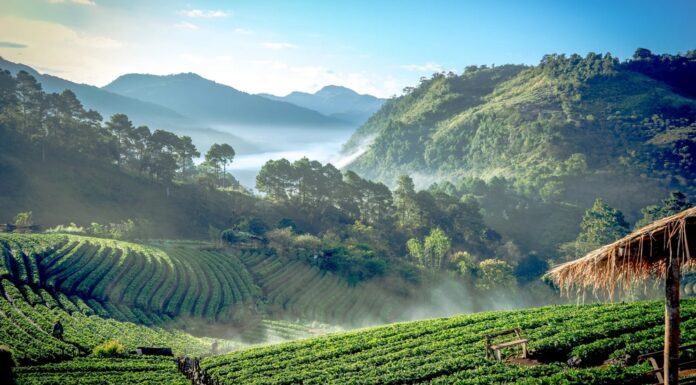 The Rise of Digital Nomad Hotspots: Best Cities for Remote Work and Travel