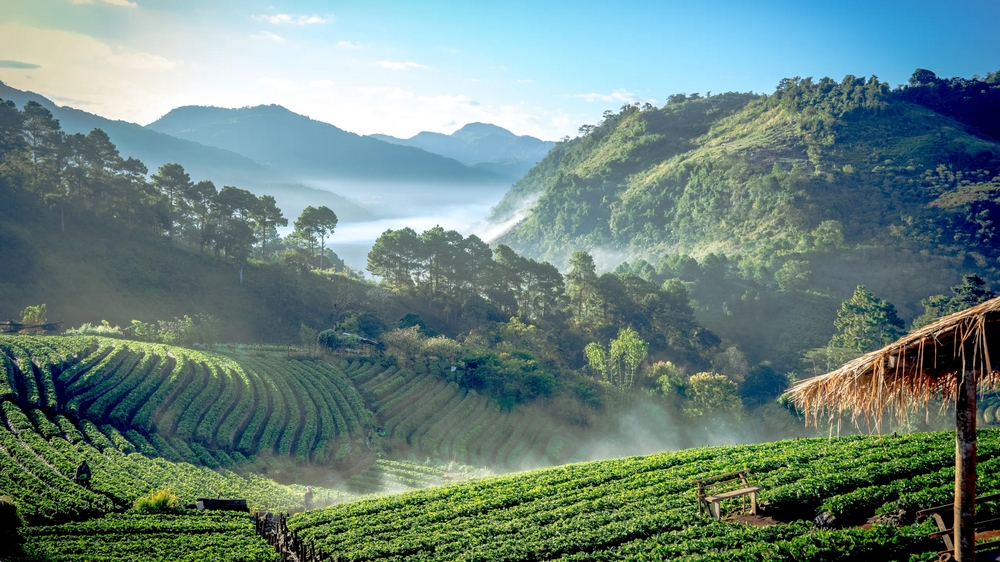 Chiang Mai