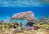 Flowers and Dugongs: Discovering Tropical Coastal Wildlife