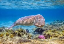 Flowers and Dugongs: Discovering Tropical Coastal Wildlife