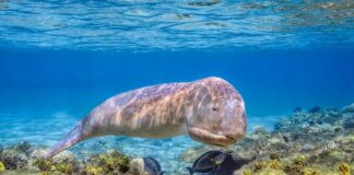 Flowers and Dugongs: Discovering Tropical Coastal Wildlife