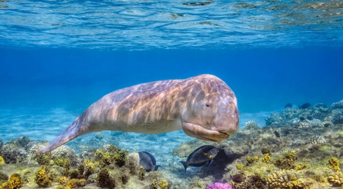 Flowers and Dugongs: Discovering Tropical Coastal Wildlife