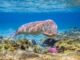 Flowers and Dugongs: Discovering Tropical Coastal Wildlife