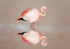 James’s Flamingo Watching: Where to See These Elegant Birds