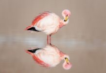 James’s Flamingo Watching: Where to See These Elegant Birds