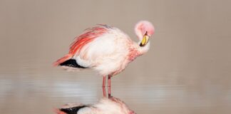 James’s Flamingo Watching: Where to See These Elegant Birds