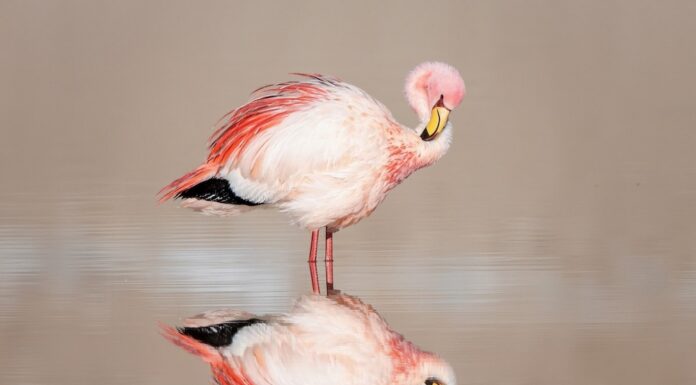 James’s Flamingo Watching: Where to See These Elegant Birds
