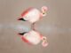 James’s Flamingo Watching: Where to See These Elegant Birds
