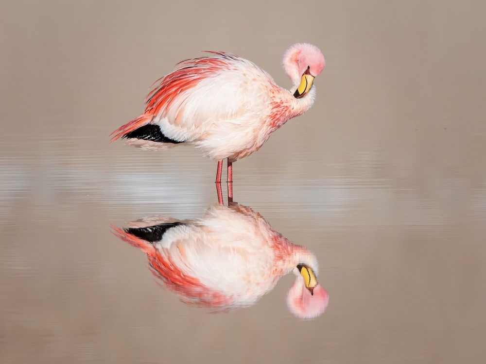 James flamingo