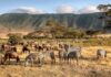 Wildlife Watching in Ngorongoro: A Journey into Tanzania’s Natural Wonder
