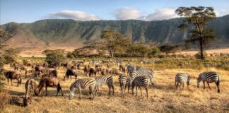 Wildlife Watching in Ngorongoro: A Journey into Tanzania’s Natural Wonder