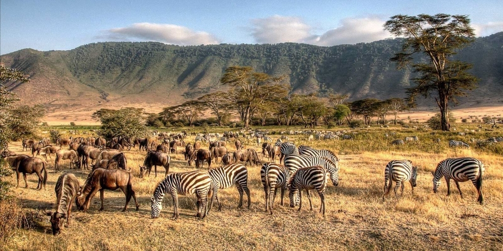 Ngorongoro Safari