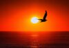 Seabird Watching: Discover the World’s Best Coastal Birdlife