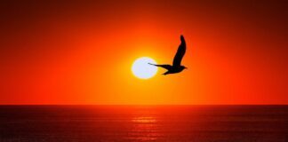 Seabird Watching: Discover the World’s Best Coastal Birdlife