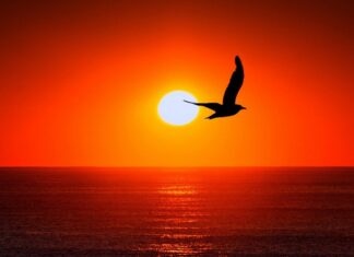 Seabird Watching: Discover the World’s Best Coastal Birdlife
