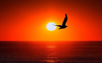 Seabird Watching: Discover the World’s Best Coastal Birdlife