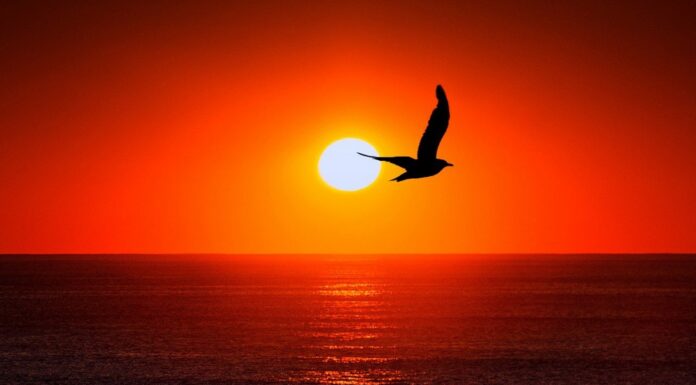 Seabird Watching: Discover the World’s Best Coastal Birdlife