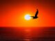 Seabird Watching: Discover the World’s Best Coastal Birdlife